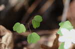 Rue anemone <BR>Windflower